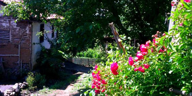 Niksar Ardıçlı Köyü