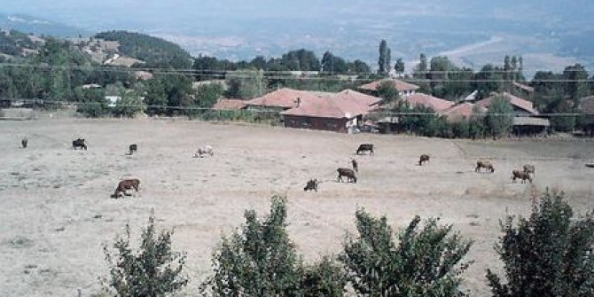 Niksar Ayvalı Köyü