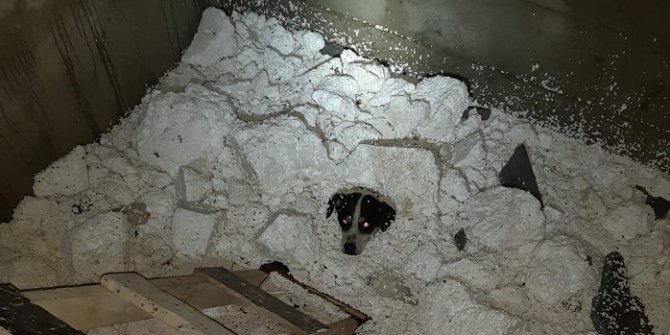 Mahsur Kalan Köpeği İtfaiye Ekipleri Kurtardı