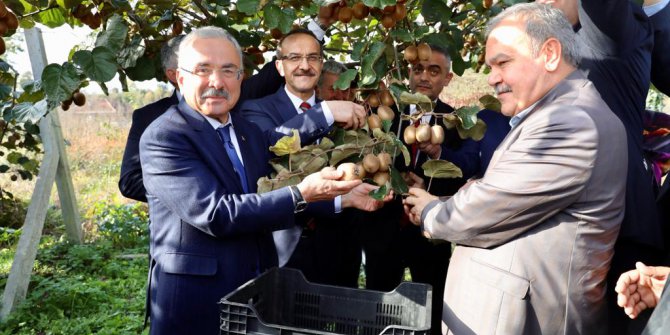 Kivi Üreticiliği Hasat Şenliği