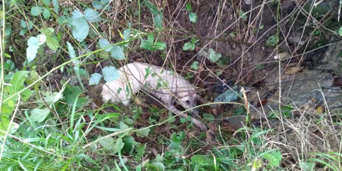 Dereye Düşen Köpeği İtfaiye Kurtardı