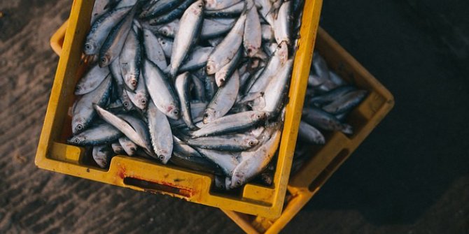 Kaçak Balık Avlayanların Sonu Geldi