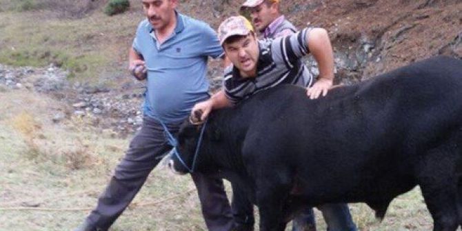 Kaçan Kurbanlık Dana 2 Hafta Sonra Ormanda Yakalandı