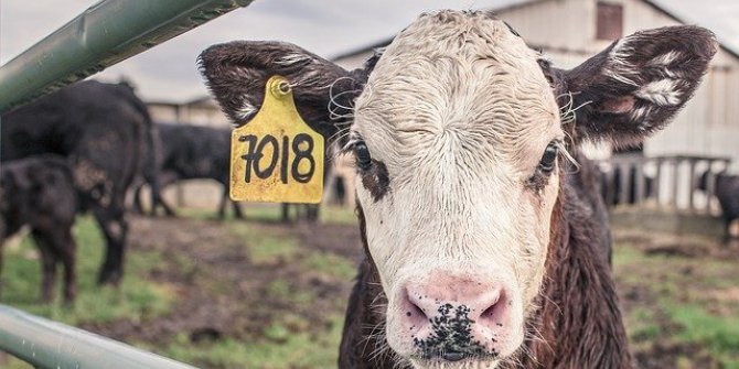 Et Üretimi Arttı