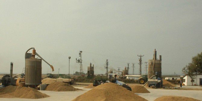 Tmo Çeltik Alım Kampanyasına Hazır