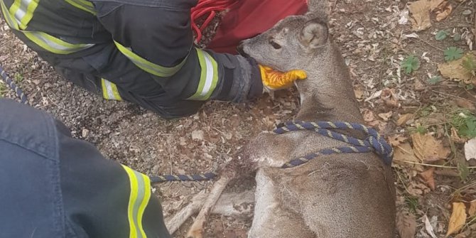 İtfaiye Karaca İçin Seferber Oldu
