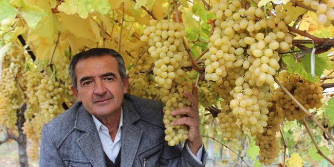 Üzüm Hasadı Devam Ediyor