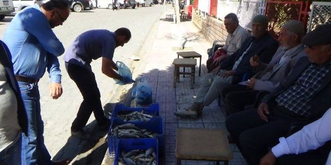 Kulp Balığı Tezgahtaki Yerini Aldı