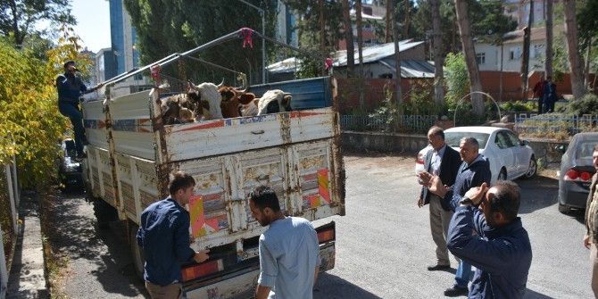 Muş’ta Çalınan İnekler Bitlis’te Bulundu