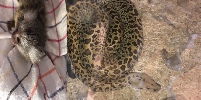 Ticareti Yapılmak İstenen Piton Ve Parmak Maymuna El Konuldu