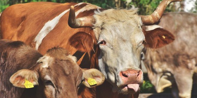 Büyükbaş Hayvan Sayısı Arttı