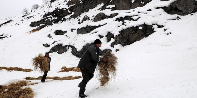 Yaban Hayatına Yem Desteği