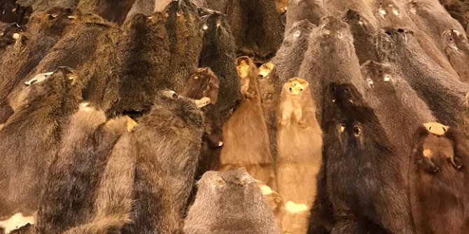 Havalimanında 800 Bin Lira Değerinde Kunduz Postu Ele Geçirildi