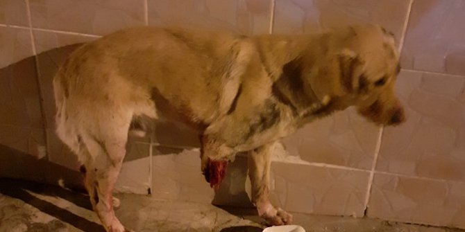Köpeğe Çarpıp Ayağını Kesen Şoför Kaçtı