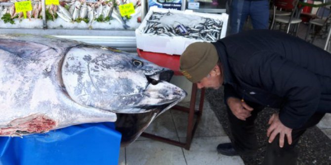 300 Kiloluk Dev Orkinos’a Büyük İlgi