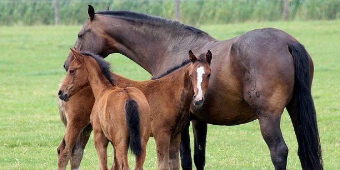 Tigem 2019’da 237 Yarış Tayı Sattı
