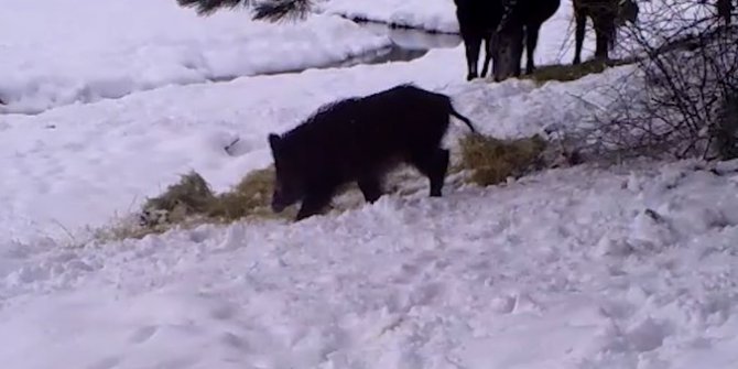 Yılkı Atları Ve Yaban Domuzlar Yemek Yerken Göründülendi