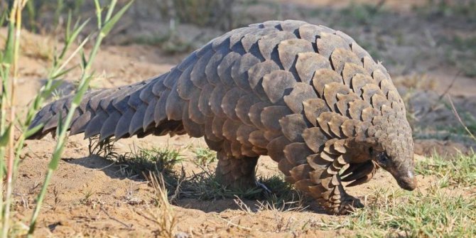 Pangolin Nedir, Koronavirüs Pangolinden mi bulaştı, Pangolin Nasıl Bir hayvan