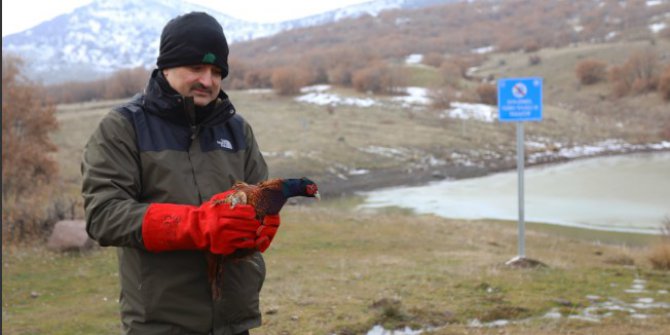 Bakan Pakdemirli, Yaban Hayvanlarını Yemledi