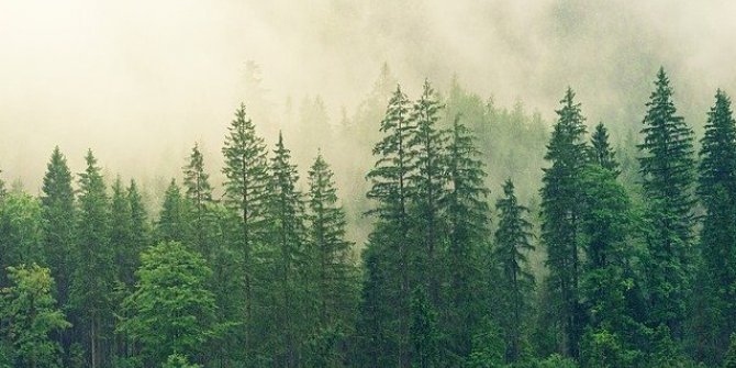 Orman Köylüsü Unutulmadı