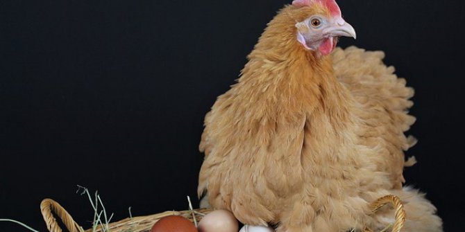 Tavuk Eti Üretimi Yüzde 7,4 Arttı