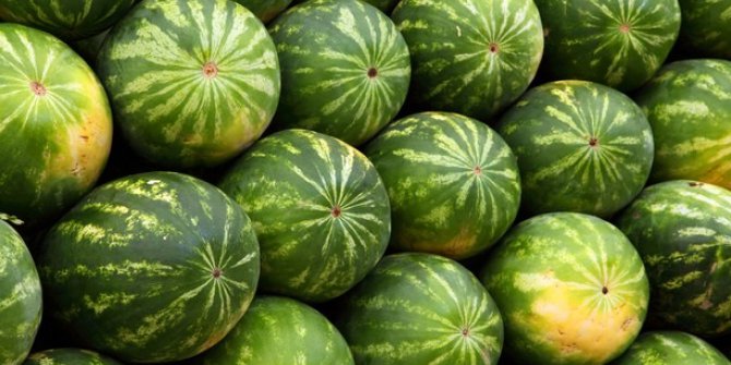 Kavun Ve Karpuz Artış Şampiyonu Oldu