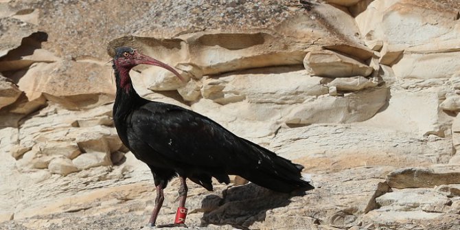 Kelaynaklar Turistler İçin İlgi Odağı Oluyor