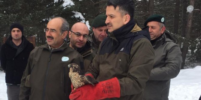 Bakan Pakdemirli, İyileşen Gökdoğanı Doğaya Bıraktı 