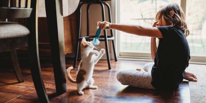 Kediler için Daha İyi Bir Dünya