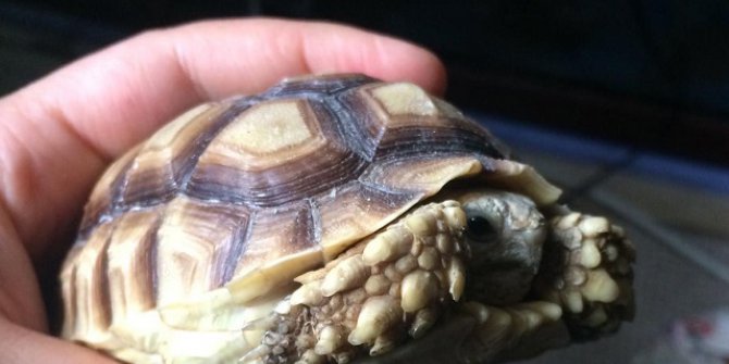 Timsah Yiyen Kaplumbağalar Koruma Altında