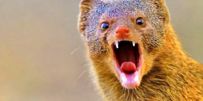 Firavun faresi nedir, Firavun faresi ısırığı tehlikeli mi?