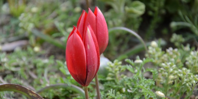 Manisa Lalesini Koparan Yandı !