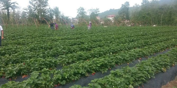 Obb’nin Çiftçi Desteğinde İlk Hasat