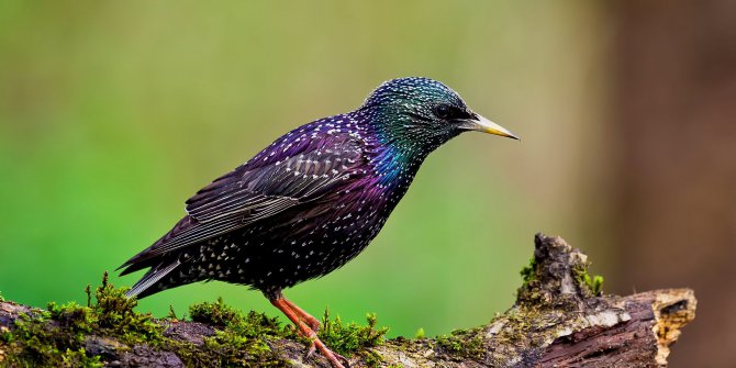Hangisi  sığırcık' ın diğer adıdır?