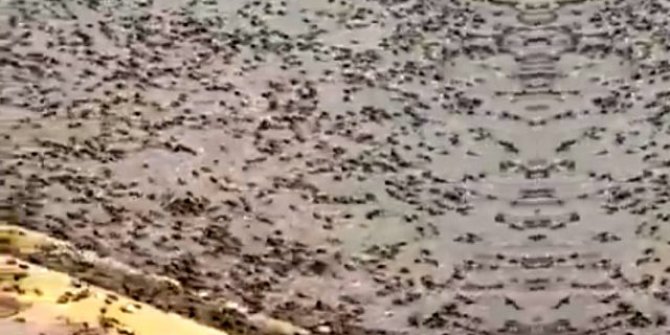 Felaketler bitmek bilmiyor, şimdi de karınca istilası başladı