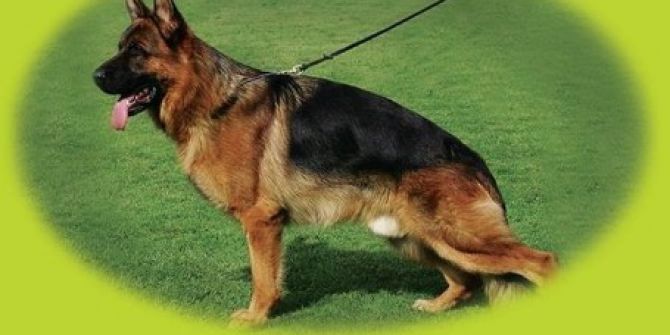 Alman Çoban Köpekleri Sokak Hayvanları İçin Yarışacak