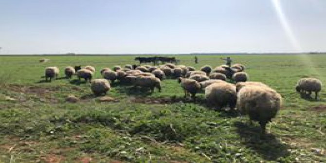 Akçakale Akbilek Köyü