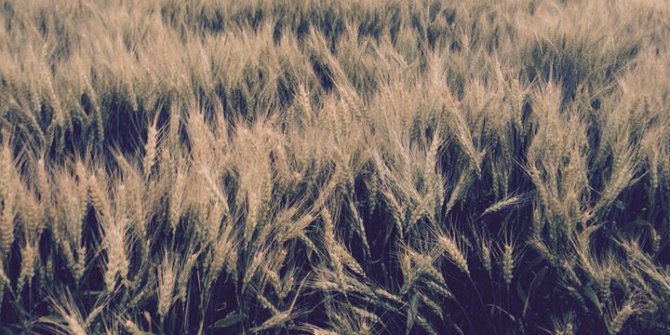 Akçakale Akçaköy Köyü