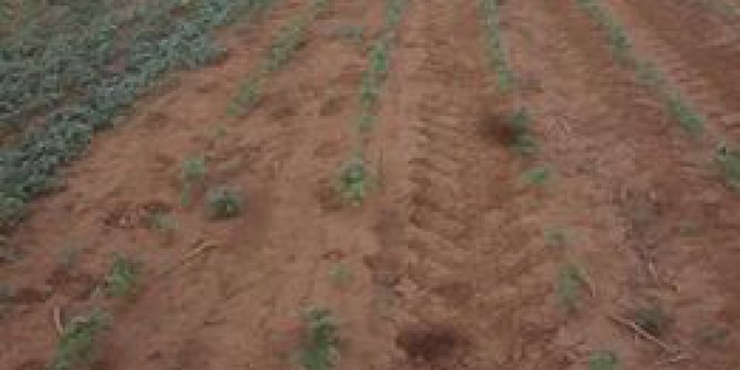 Akçakale Büyüktokaç Köyü