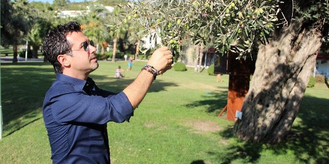Asırlık Zeytin Ağaçları Tescillenip Koruma Altına Alındı