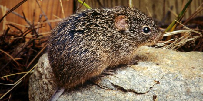 Hantavirüs nedir, belirtileri nelerdir? Tedavisi var mı? Hantavirüs nasıl bulaşır?