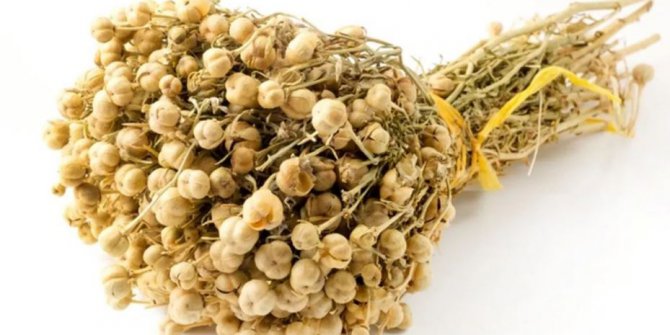 Cumhurbaşkanı üzerlik bitkisini virüslere karşı önerdi, ülkede henüz tek vaka yok