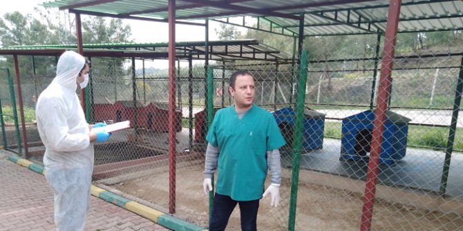 Bakımevlerindeki Sokak Hayvanları İçin Düğmeye Basıldı