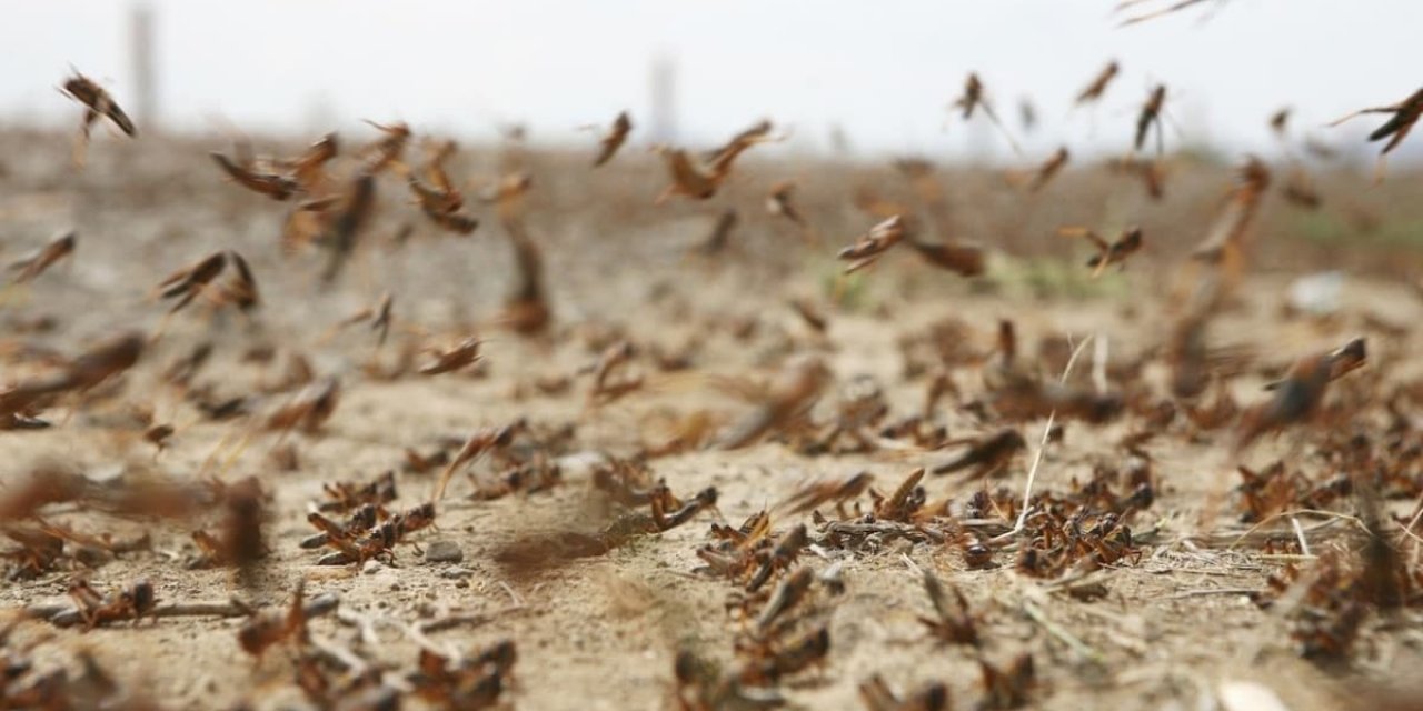 Çöl çekirgelerinin Afrika'yı ikinci kez istila etmesi bekleniyor