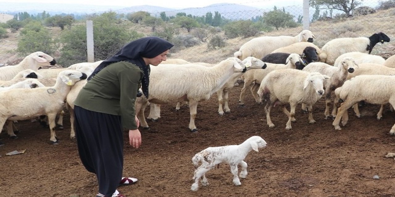 Çiftçiye Ödeme Desteği