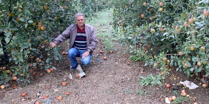 Elma Para Etmedi, 250 Bin Ağaç Sökülüp Odun Olacak...