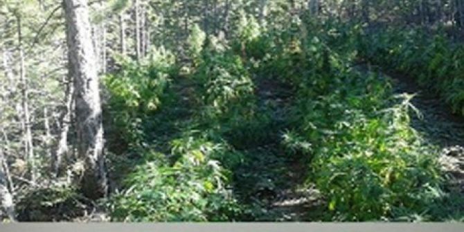 Jandarmadan Uyuşturucu Operasyonu