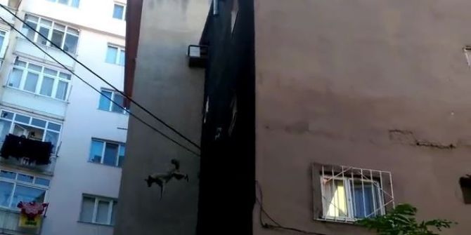 Çatıda Mahsur Kalan Köpek Kurtarma Operasyonu Sırasında 5. Kattan Böyle Atladı...