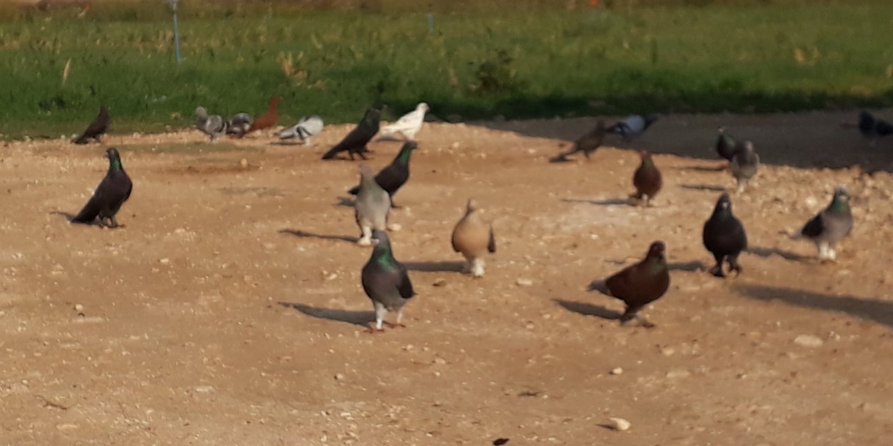 Akçakale Zenginova Köyü