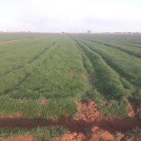 Akçakale Zorlu Köyü